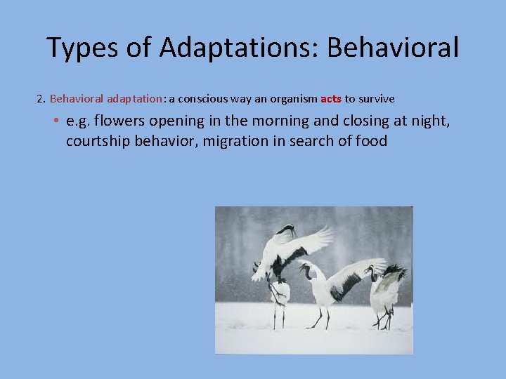 Types of Adaptations: Behavioral 2. Behavioral adaptation: a conscious way an organism acts to