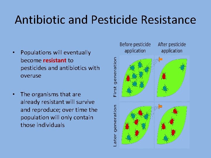 Antibiotic and Pesticide Resistance • Populations will eventually become resistant to pesticides and antibiotics