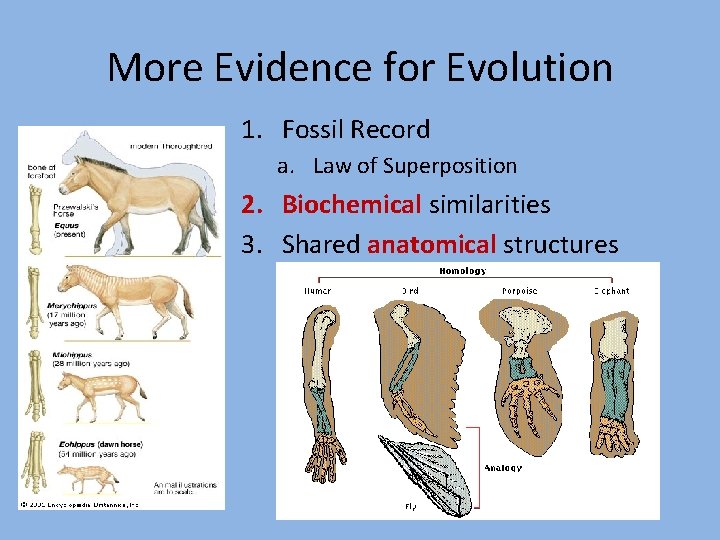 More Evidence for Evolution 1. Fossil Record a. Law of Superposition 2. Biochemical similarities