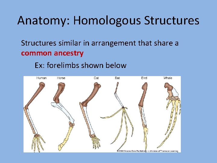 Anatomy: Homologous Structures similar in arrangement that share a common ancestry Ex: forelimbs shown