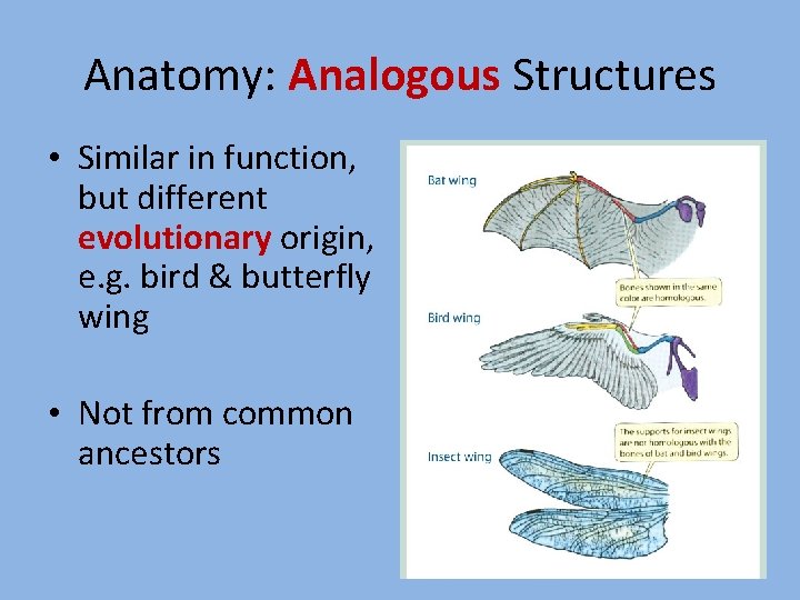 Anatomy: Analogous Structures • Similar in function, but different evolutionary origin, e. g. bird