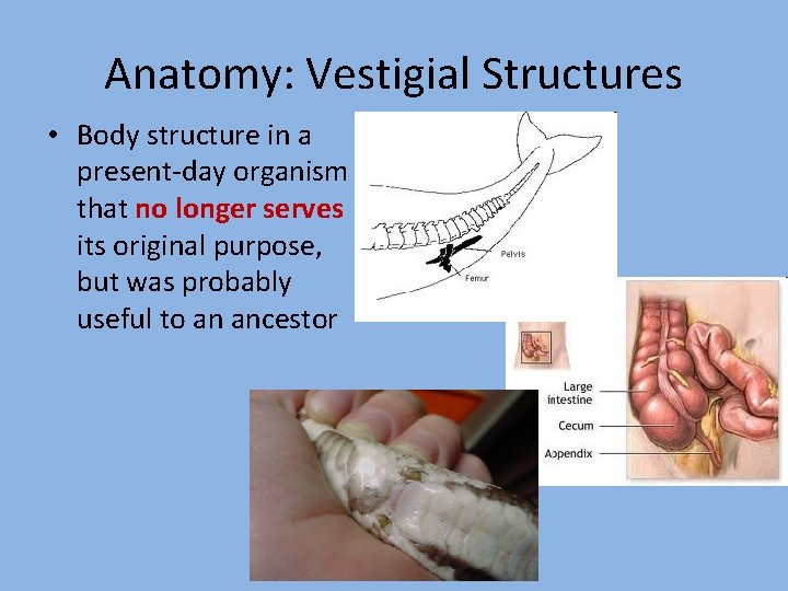 Anatomy: Vestigial Structures • Body structure in a present-day organism that no longer serves