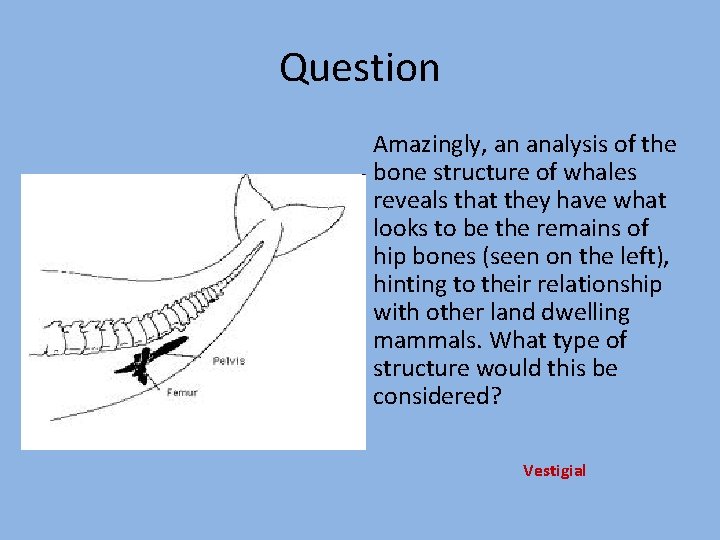 Question Amazingly, an analysis of the bone structure of whales reveals that they have