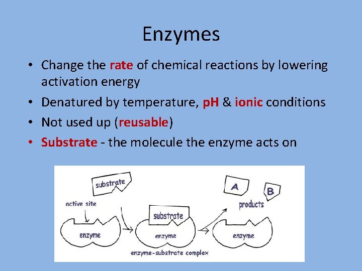 Enzymes • Change the rate of chemical reactions by lowering activation energy • Denatured