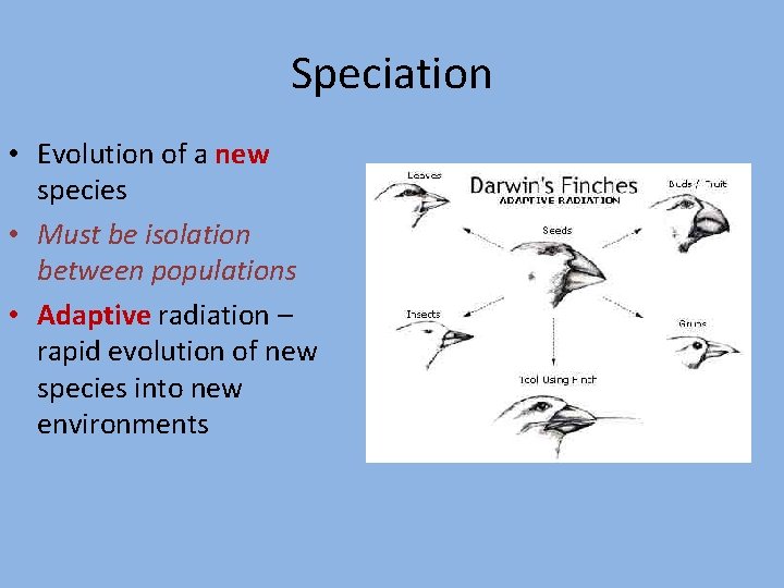 Speciation • Evolution of a new species • Must be isolation between populations •