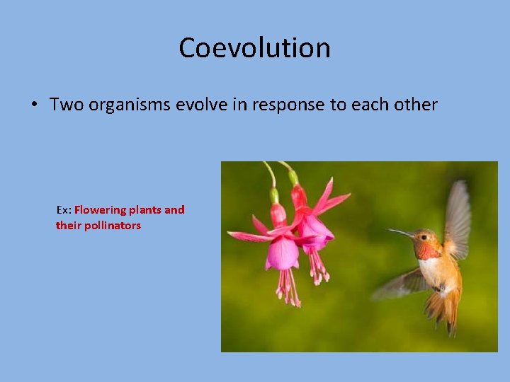 Coevolution • Two organisms evolve in response to each other Ex: Flowering plants and