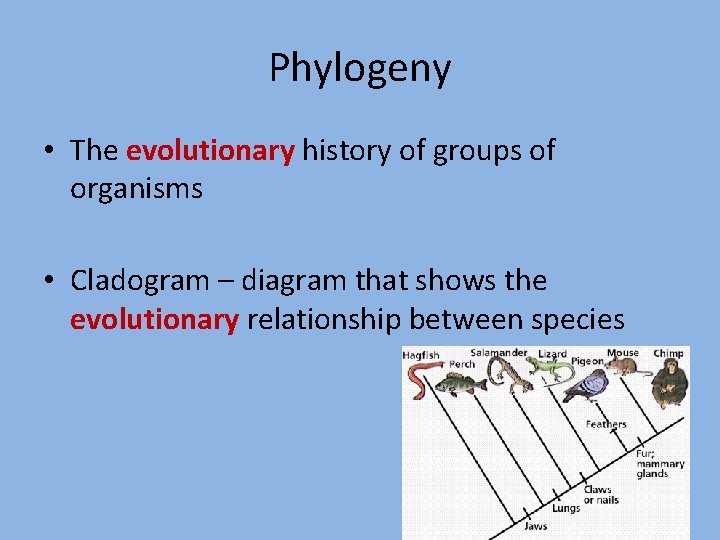 Phylogeny • The evolutionary history of groups of organisms • Cladogram – diagram that