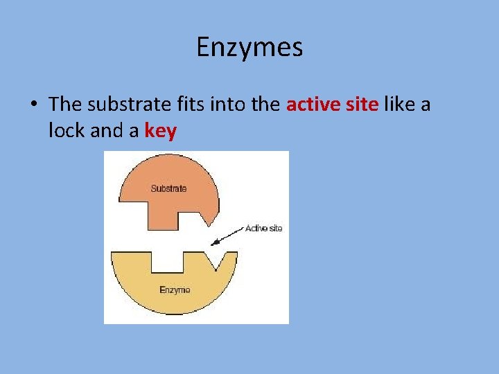 Enzymes • The substrate fits into the active site like a lock and a