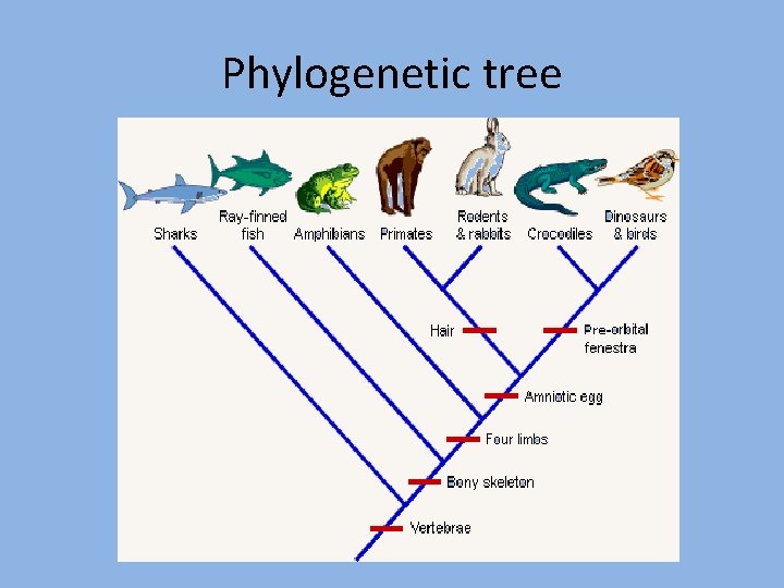 Phylogenetic tree 