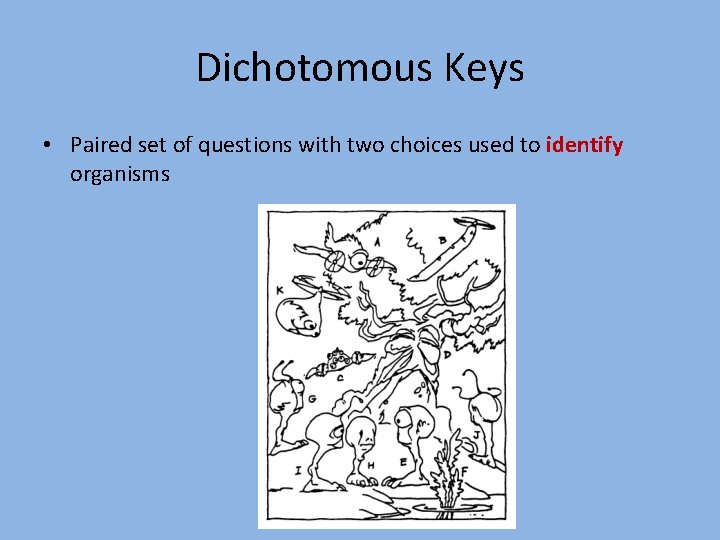 Dichotomous Keys • Paired set of questions with two choices used to identify organisms