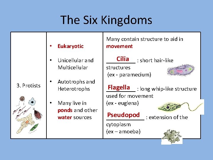 The Six Kingdoms • Eukaryotic • Unicellular and Multicellular 3. Protists • Autotrophs and