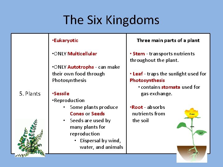 The Six Kingdoms • Eukaryotic • ONLY Multicellular • ONLY Autotrophs - can make