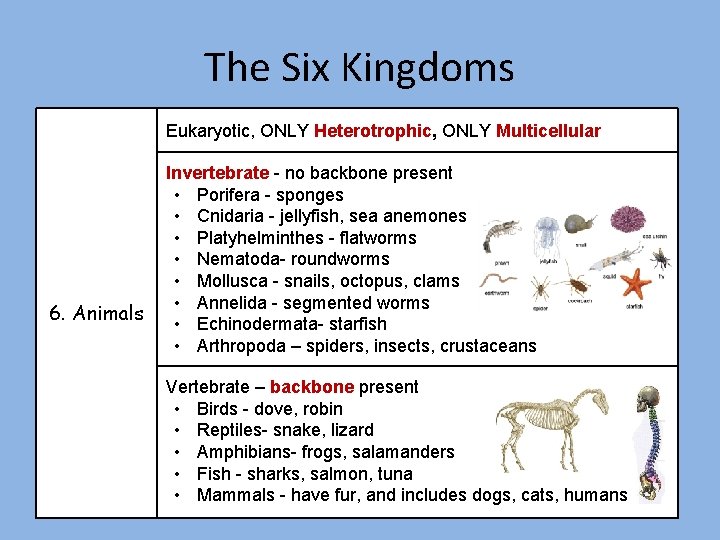 The Six Kingdoms Eukaryotic, ONLY Heterotrophic, ONLY Multicellular 6. Animals Invertebrate - no backbone