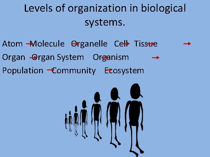 Levels of organization in biological systems. Atom Molecule Organelle Cell Tissue Organ System Organism