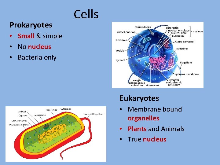 Prokaryotes Cells • Small & simple • No nucleus • Bacteria only Eukaryotes •