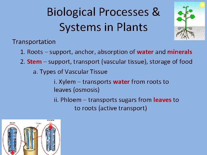 Biological Processes & Systems in Plants Transportation 1. Roots – support, anchor, absorption of