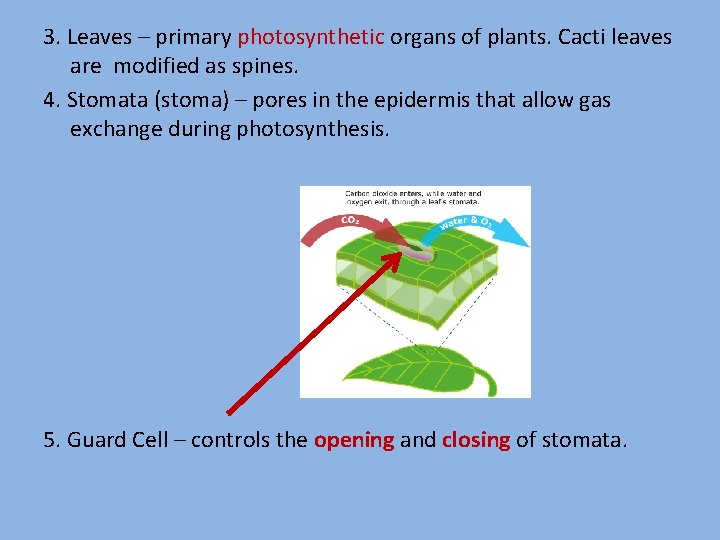 3. Leaves – primary photosynthetic organs of plants. Cacti leaves are modified as spines.