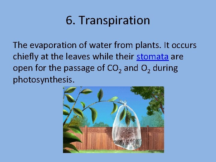 6. Transpiration The evaporation of water from plants. It occurs chiefly at the leaves