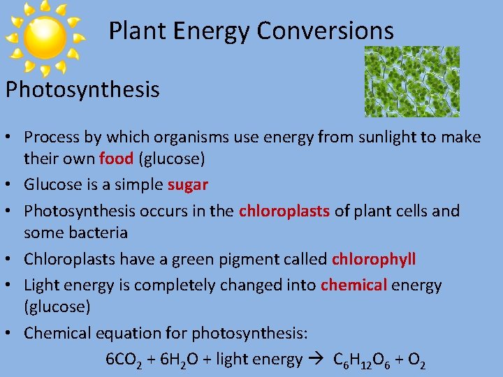 Plant Energy Conversions Photosynthesis • Process by which organisms use energy from sunlight to