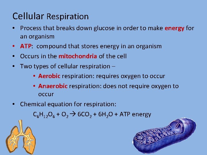 Cellular Respiration • Process that breaks down glucose in order to make energy for