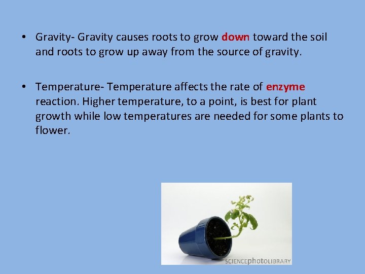  • Gravity- Gravity causes roots to grow down toward the soil and roots