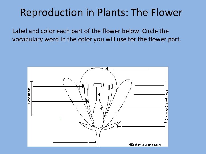 Reproduction in Plants: The Flower Label and color each part of the flower below.