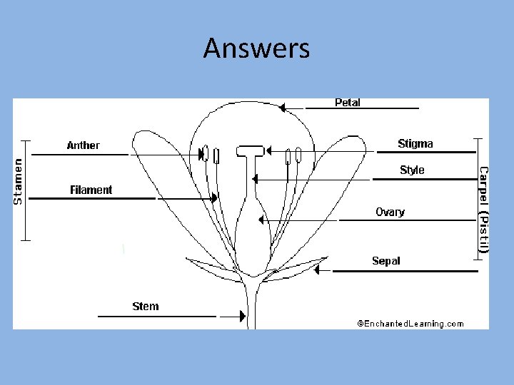 Answers 