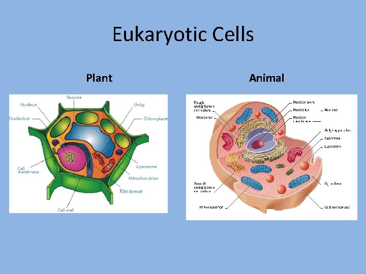 Eukaryotic Cells Plant Animal 