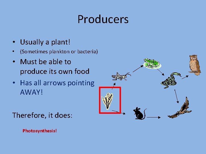 Producers • Usually a plant! • (Sometimes plankton or bacteria) • Must be able