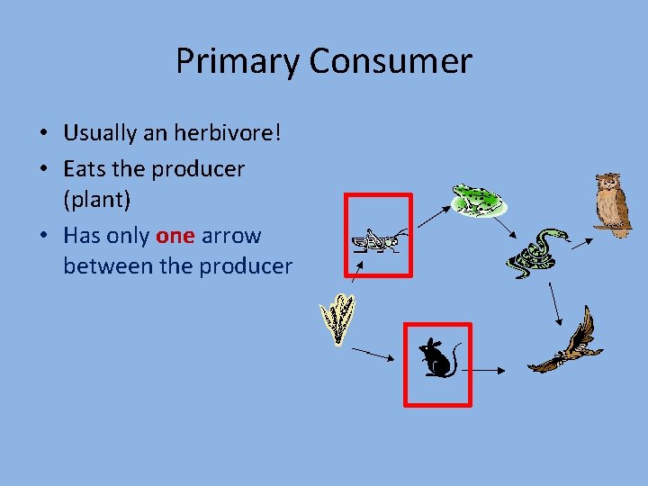 Primary Consumer • Usually an herbivore! • Eats the producer (plant) • Has only