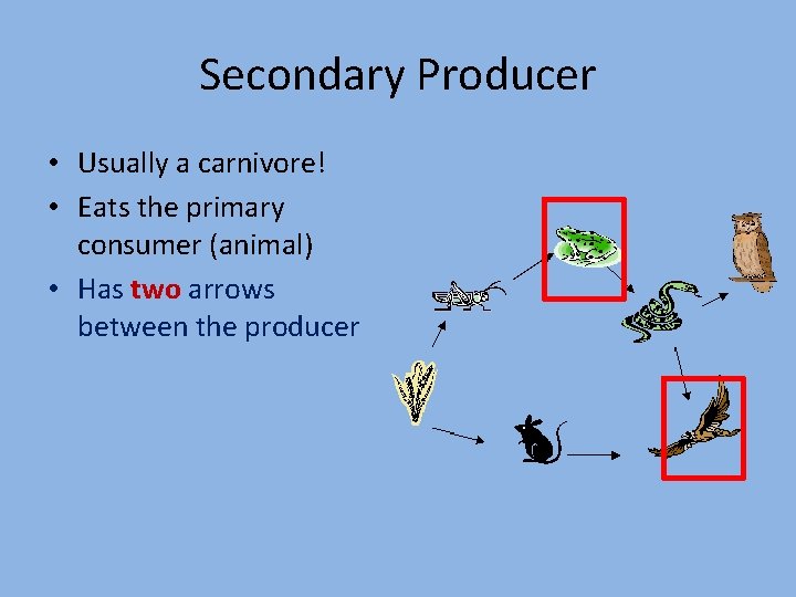 Secondary Producer • Usually a carnivore! • Eats the primary consumer (animal) • Has