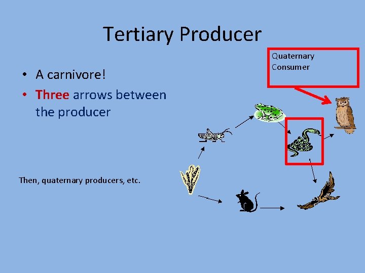 Tertiary Producer • A carnivore! • Three arrows between the producer Then, quaternary producers,