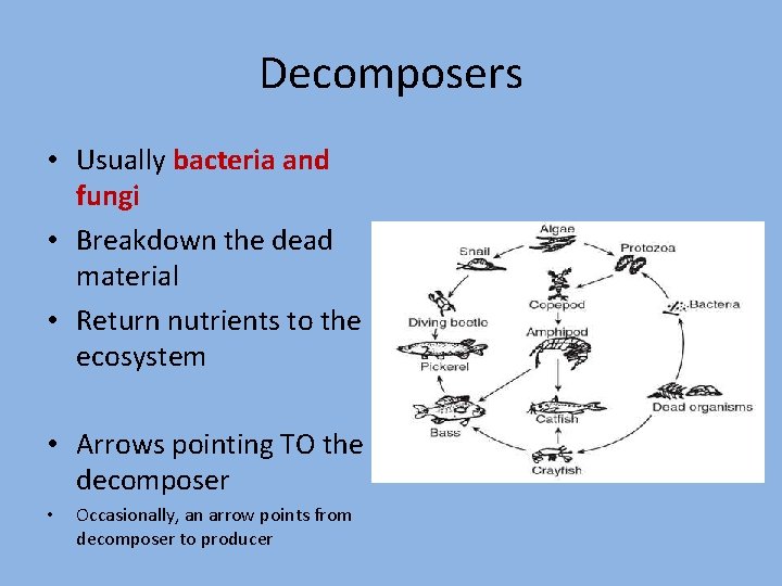 Decomposers • Usually bacteria and fungi • Breakdown the dead material • Return nutrients