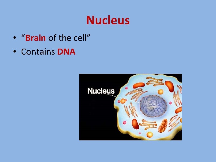 Nucleus • “Brain of the cell” • Contains DNA 