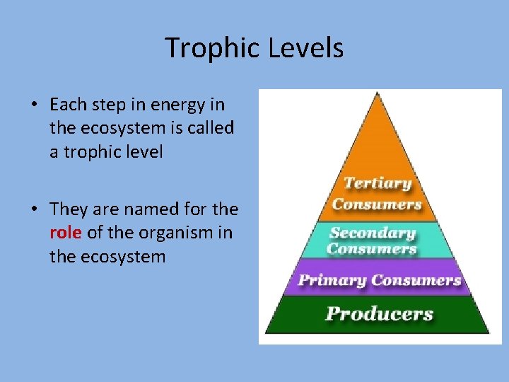 Trophic Levels • Each step in energy in the ecosystem is called a trophic