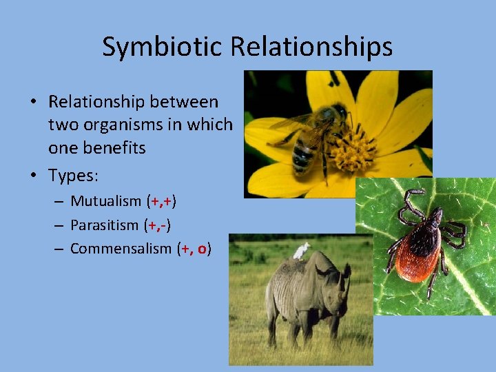 Symbiotic Relationships • Relationship between two organisms in which one benefits • Types: –