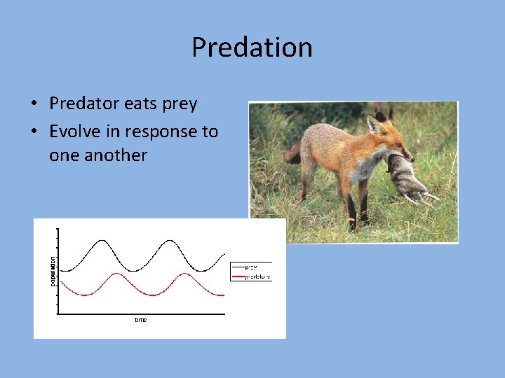 Predation • Predator eats prey • Evolve in response to one another 