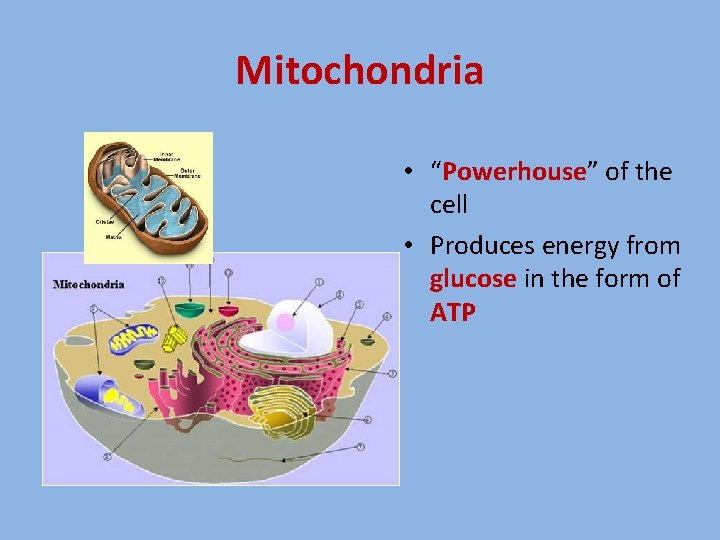 Mitochondria • “Powerhouse” of the cell • Produces energy from glucose in the form