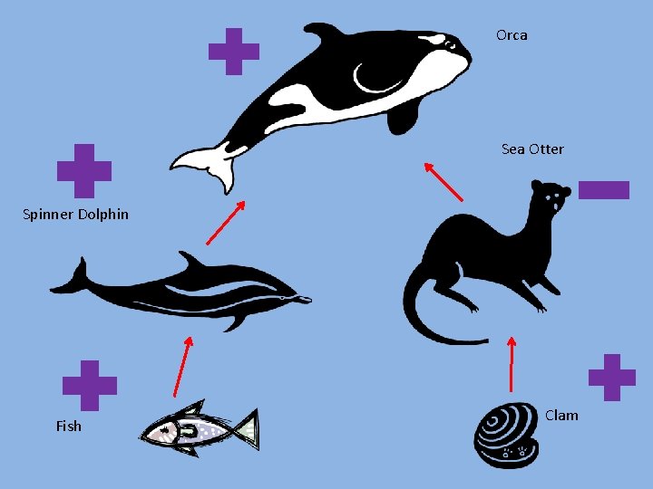 Orca Sea Otter Spinner Dolphin Fish Clam 
