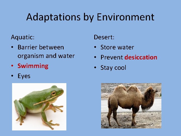 Adaptations by Environment Aquatic: • Barrier between organism and water • Swimming • Eyes