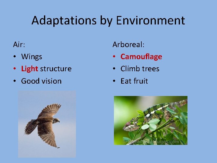 Adaptations by Environment Air: • Wings • Light structure • Good vision Arboreal: •