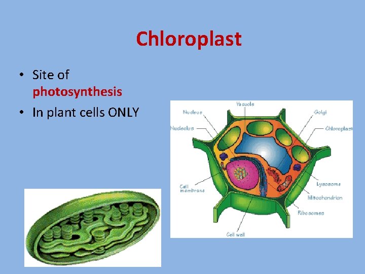 Chloroplast • Site of photosynthesis • In plant cells ONLY 