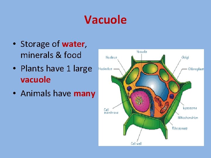 Vacuole • Storage of water, minerals & food • Plants have 1 large vacuole