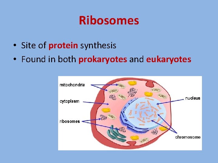 Ribosomes • Site of protein synthesis • Found in both prokaryotes and eukaryotes 