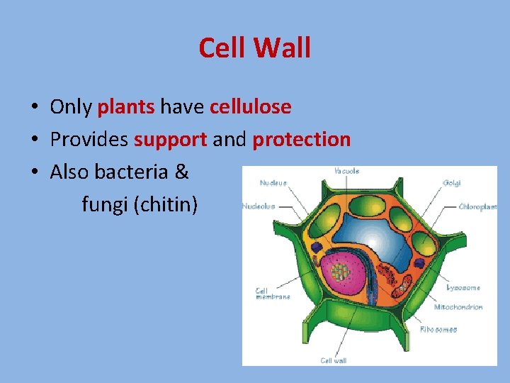 Cell Wall • Only plants have cellulose • Provides support and protection • Also