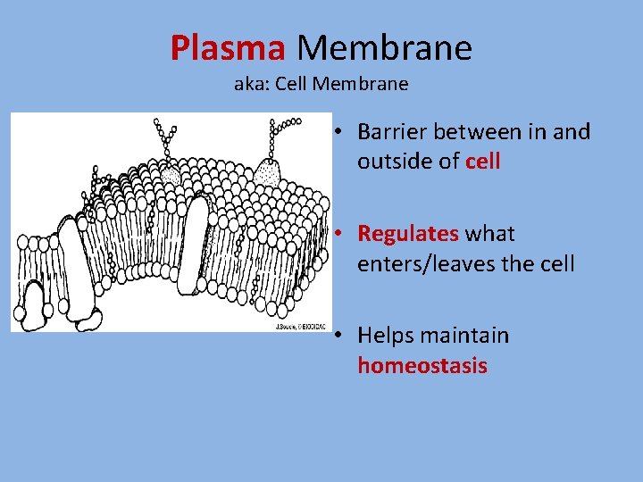 Plasma Membrane aka: Cell Membrane • Barrier between in and outside of cell •