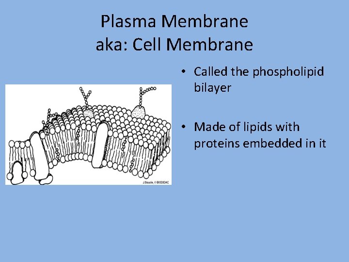 Plasma Membrane aka: Cell Membrane • Called the phospholipid bilayer • Made of lipids