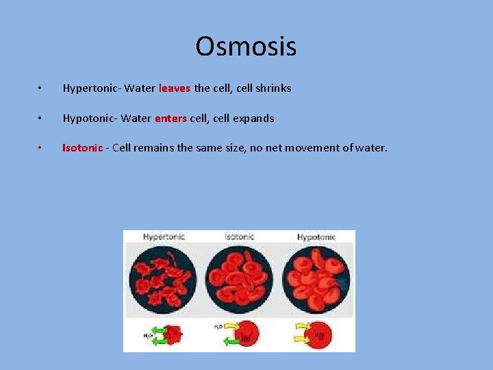 Osmosis • Hypertonic- Water leaves the cell, cell shrinks • Hypotonic- Water enters cell,