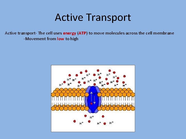 Active Transport Active transport- The cell uses energy (ATP) to move molecules across the