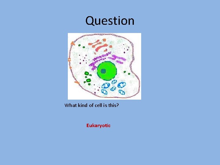 Question What kind of cell is this? Eukaryotic 